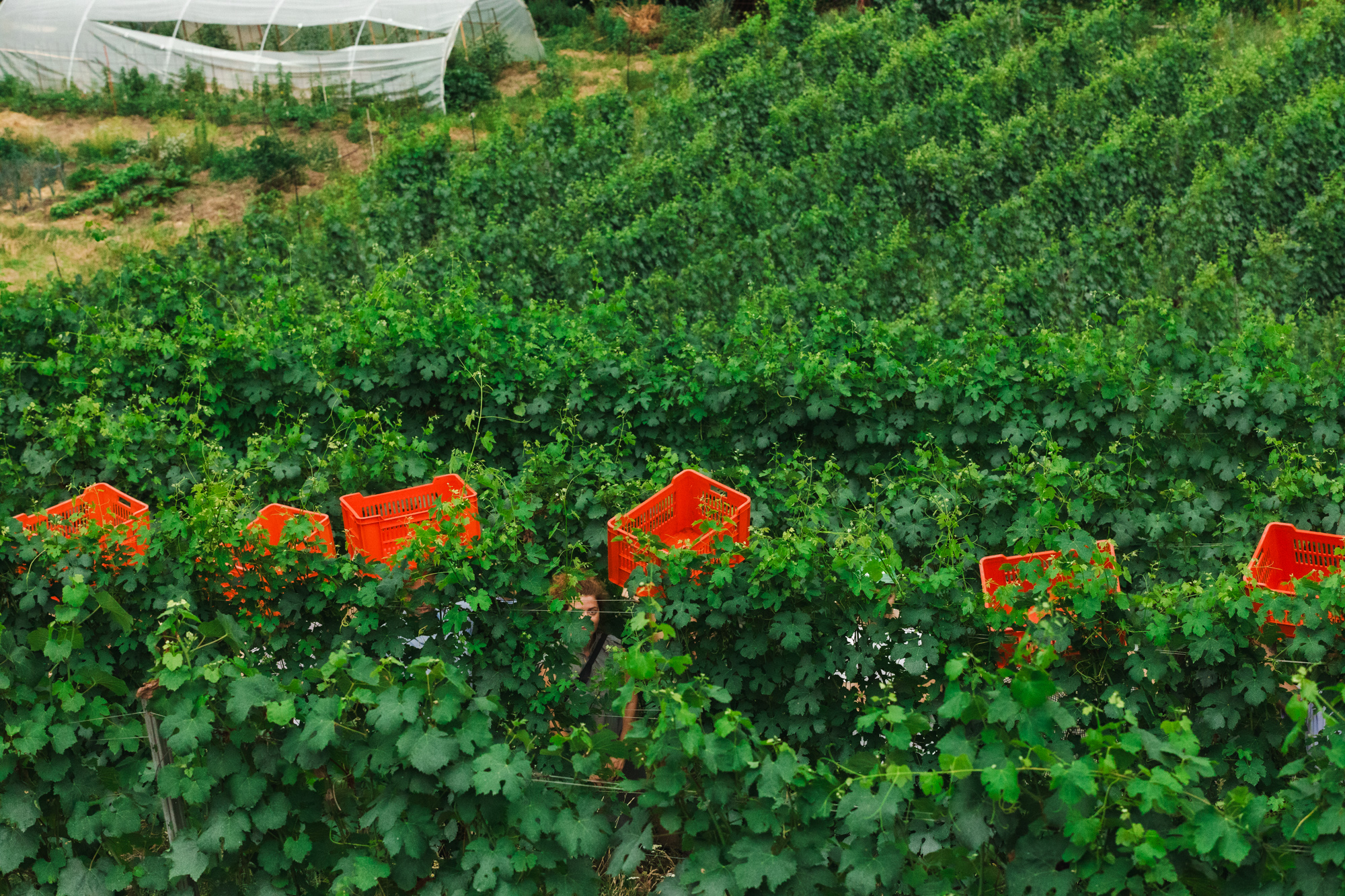 SOGNI AL CAMPO (dreams in the fields)